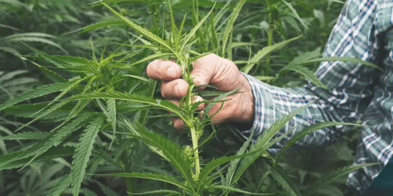 Can I Grow Hemp in Arizona? Guidelines and Regulations 2023